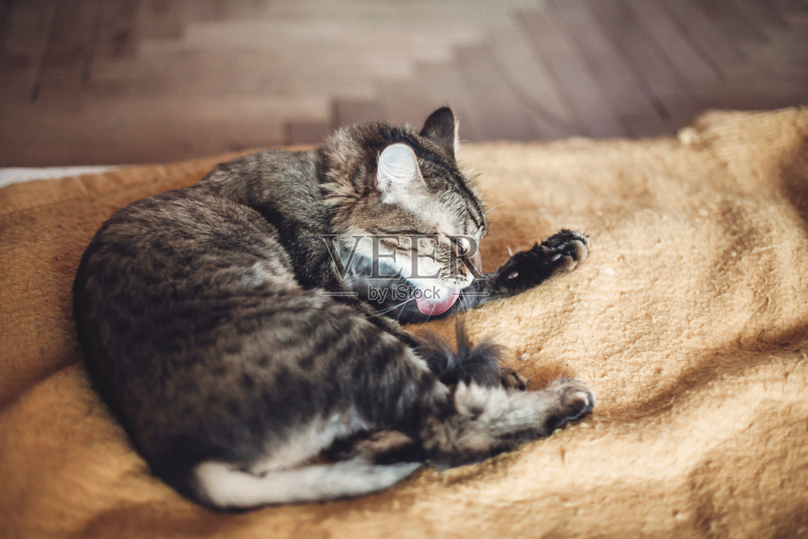美丽的猫舔他的爪子在时髦的黄色毯子与有趣的情绪在乡村的房间。可爱的虎斑猫梳洗自己，清洗皮毛。空间的文本照片摄影图片