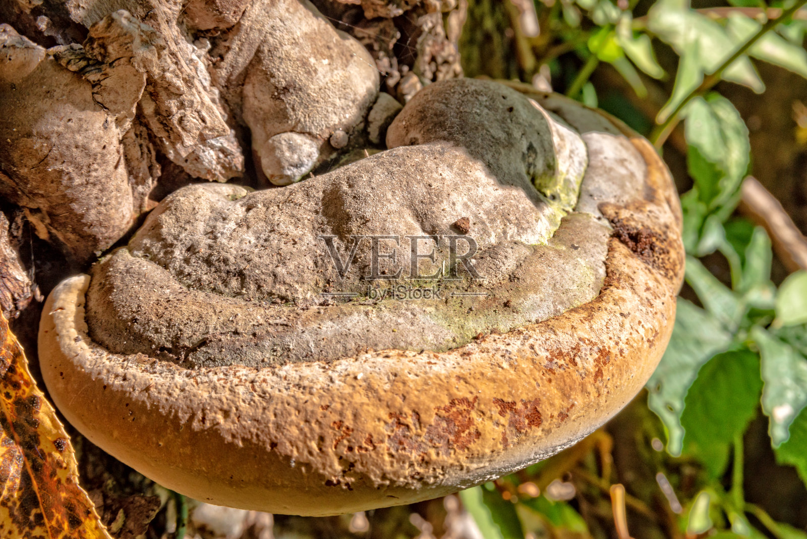 树上的蘑菇照片摄影图片