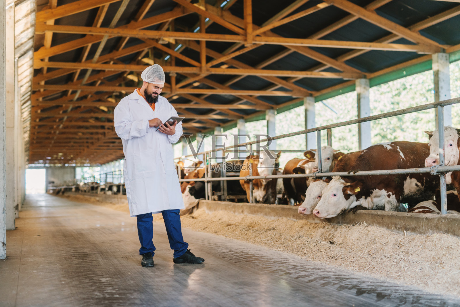 兽医在牛场检查母牛。照片摄影图片