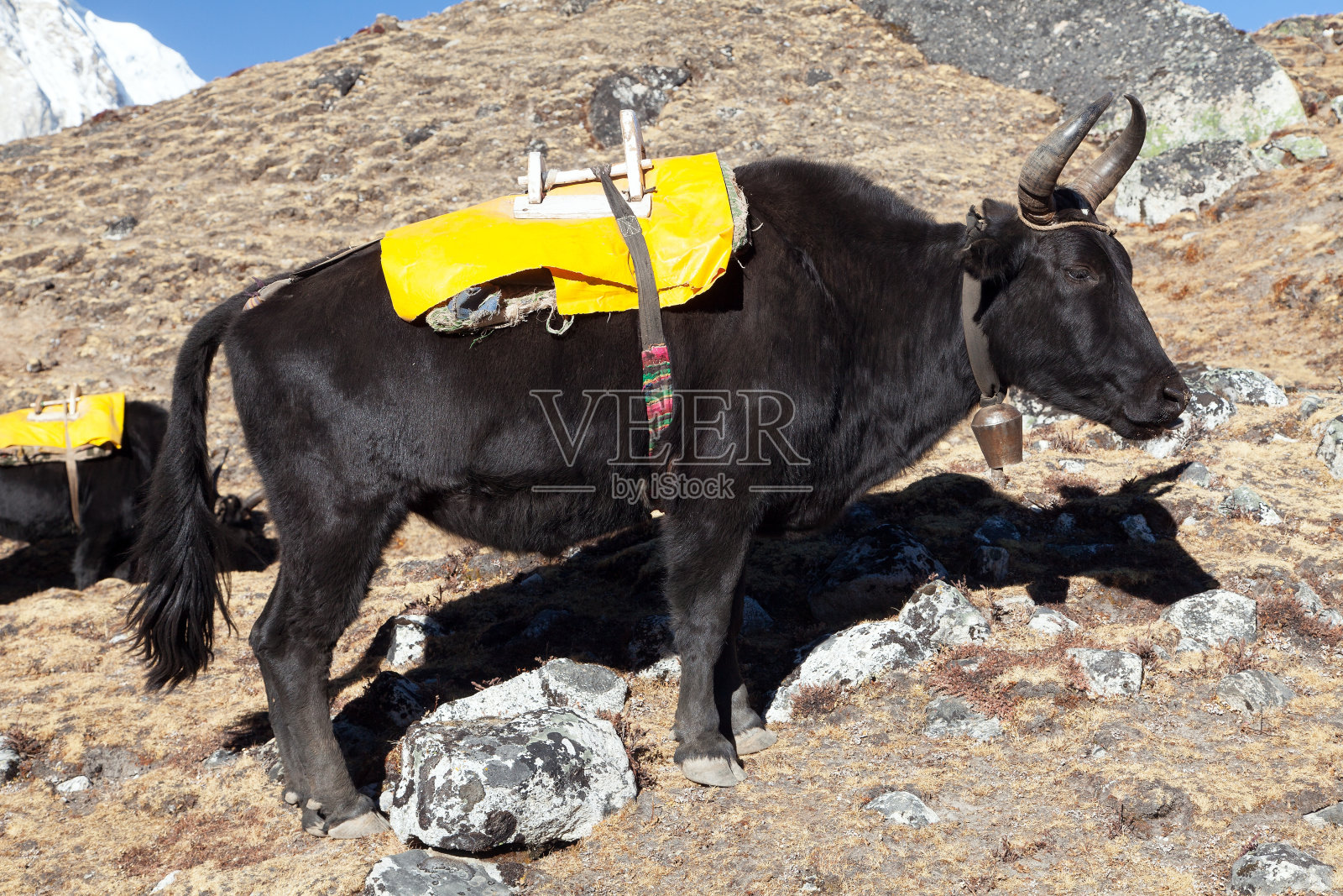 烧黑照片摄影图片