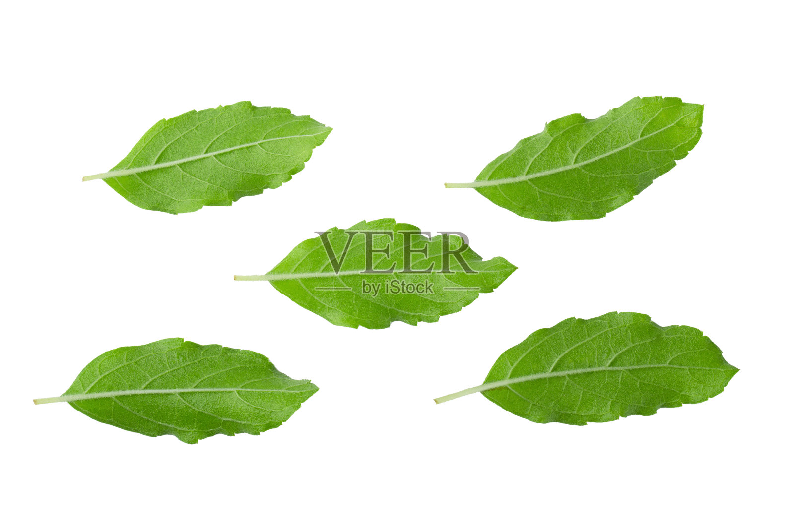 亚洲泰国罗勒芳香的绿色草本植物，孤立在白色背景上照片摄影图片