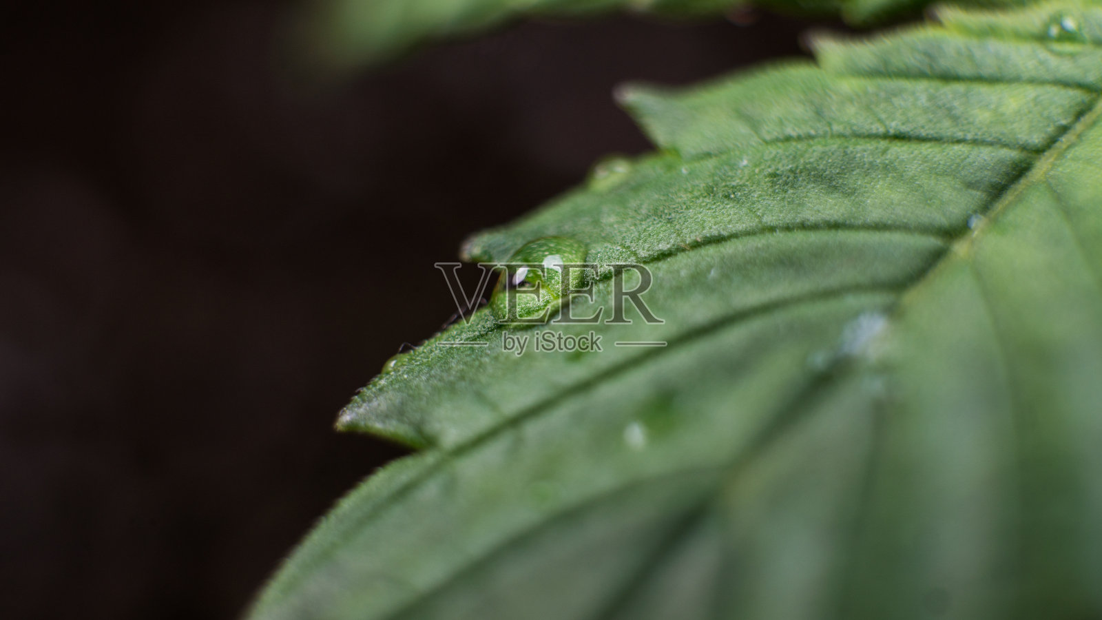 种植医用大麻室内超级近距离。如何在室内种植大麻照片摄影图片