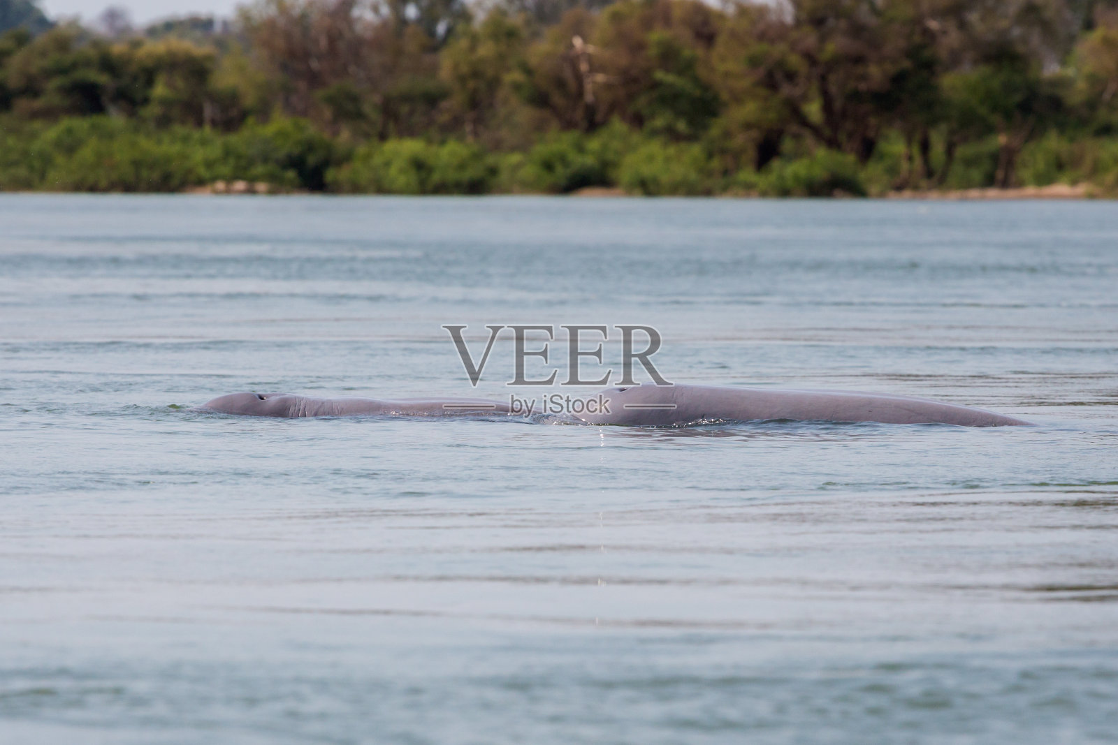 红崖海滩伊洛瓦底海豚之旅照片摄影图片