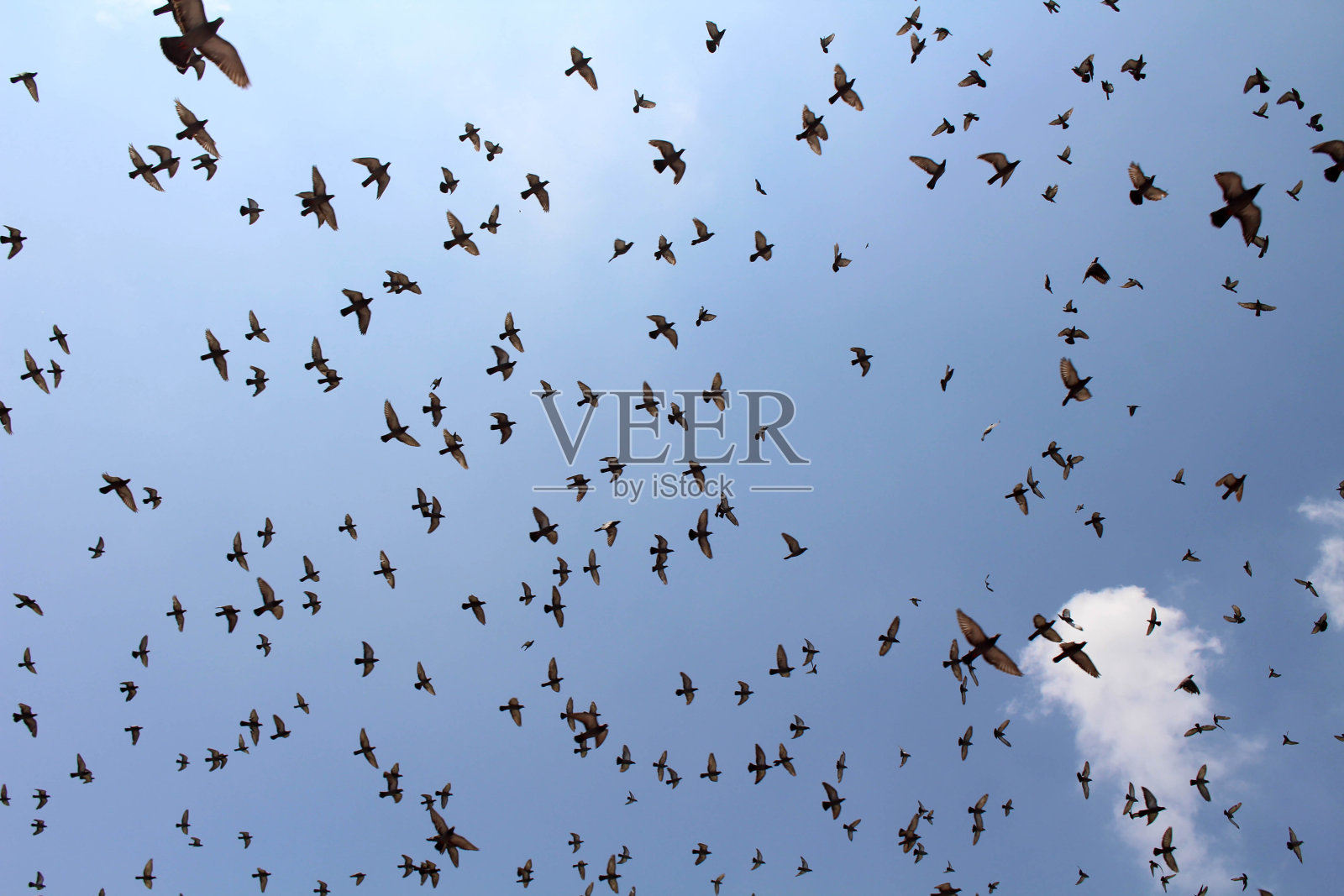 一群鸟儿飞过斋浦尔的蓝天照片摄影图片