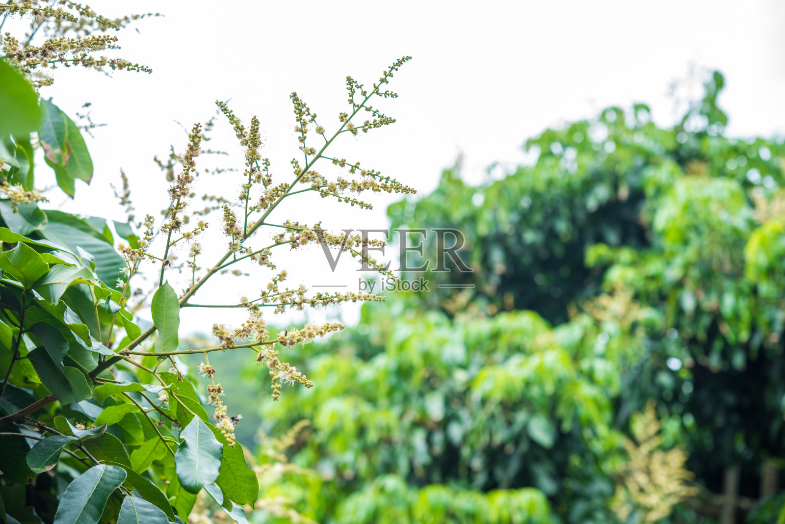 花园里的龙眼花照片摄影图片