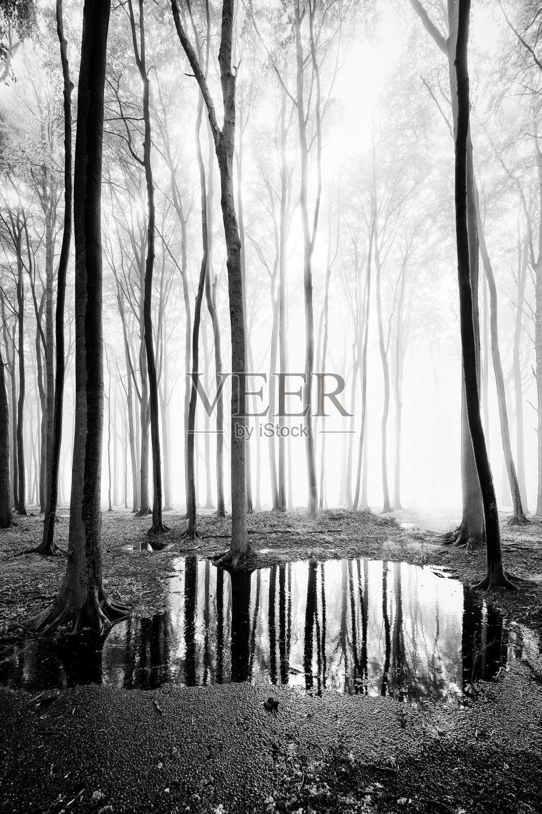 斯皮德瓦尔德·尼恩哈根照片摄影图片