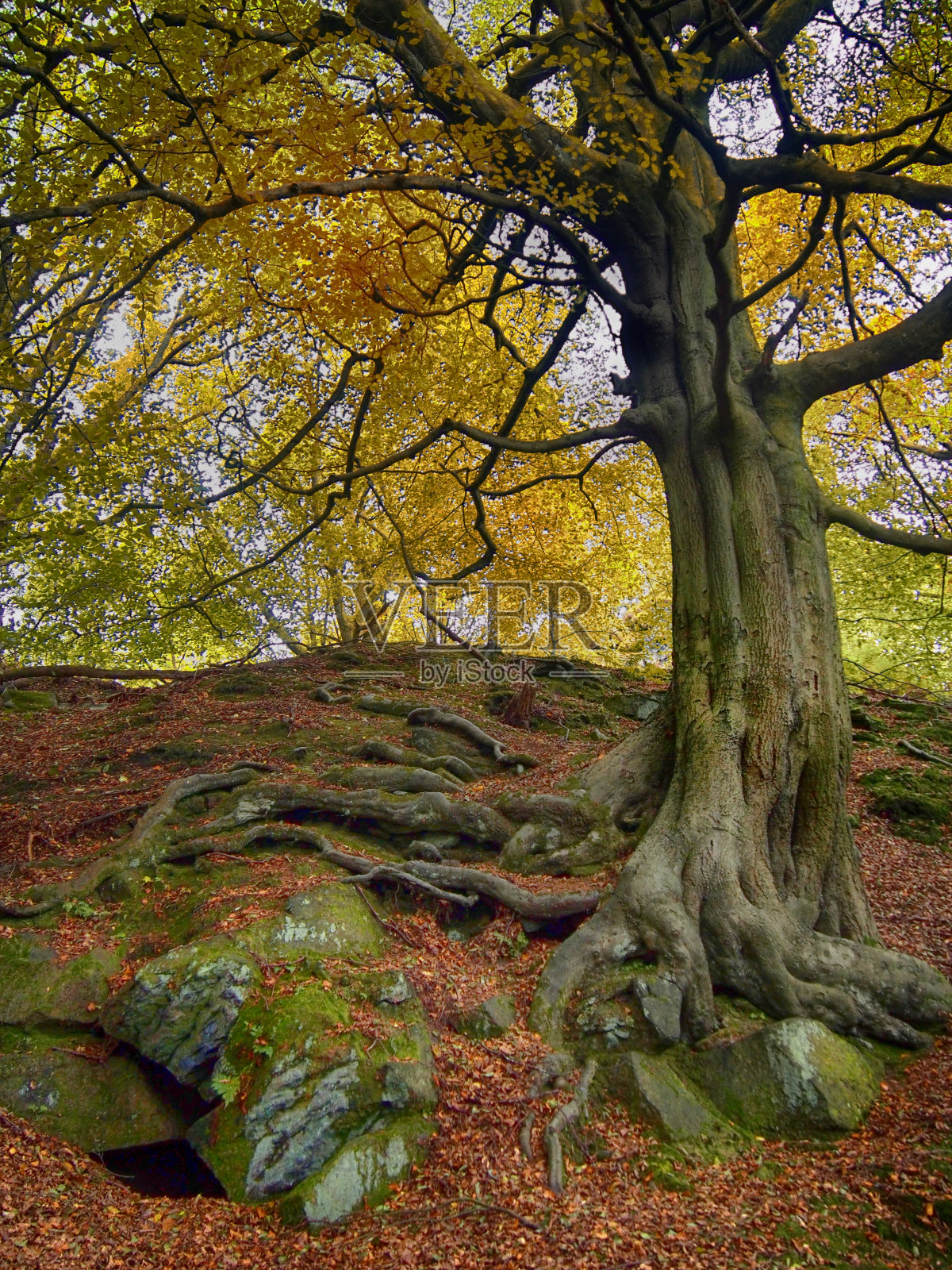 一棵高大的古老山毛榉树，绿色的树皮和金黄色的秋叶，在苔藓覆盖的巨石中扭曲暴露的根照片摄影图片