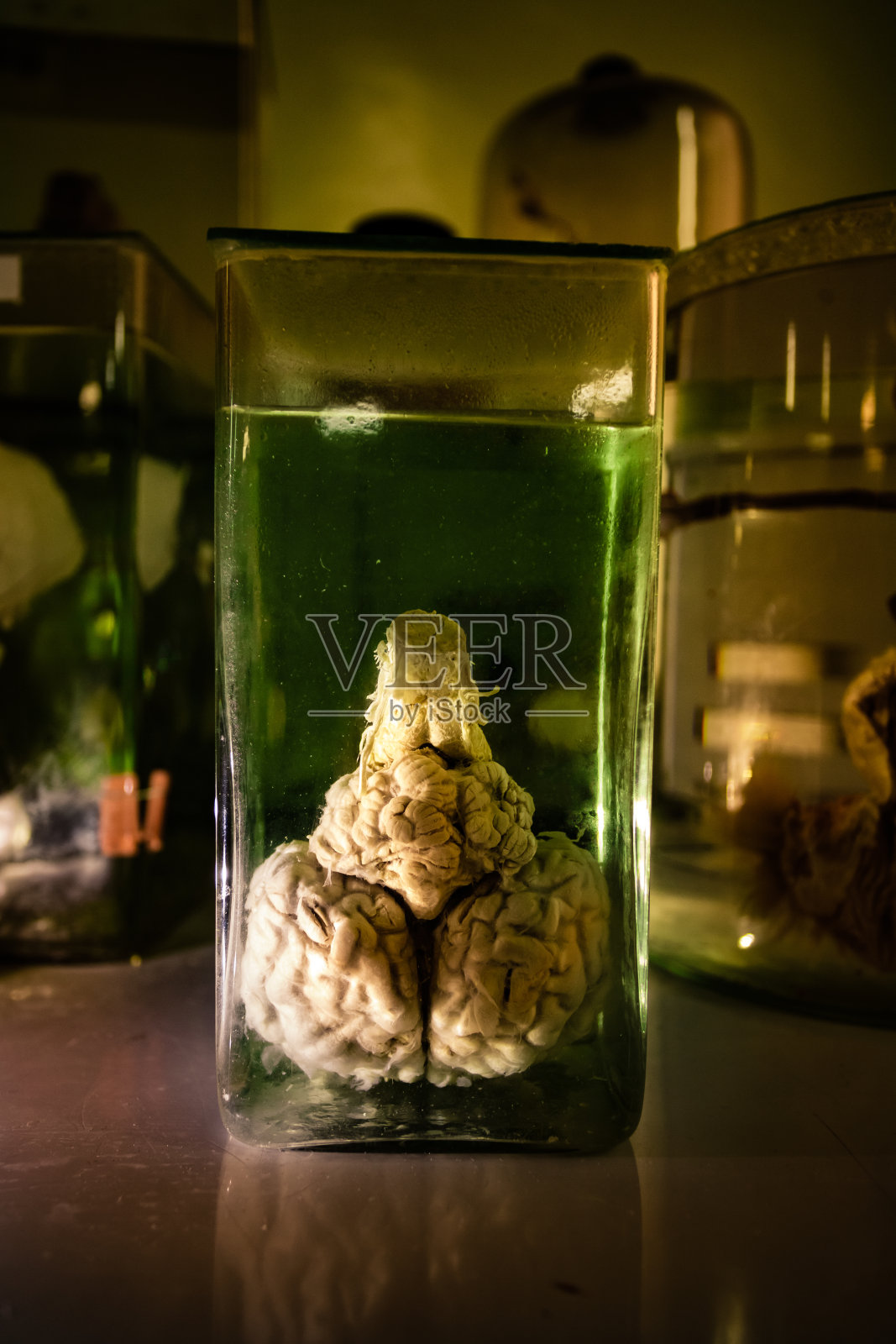 动物大脑装在装有甲醛的玻璃罐子里，在黑暗和令人毛骨悚然的实验室里照片摄影图片
