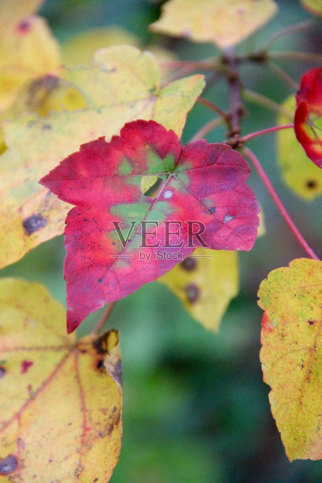 红色的叶子在黄色的叶子与软焦点照片摄影图片