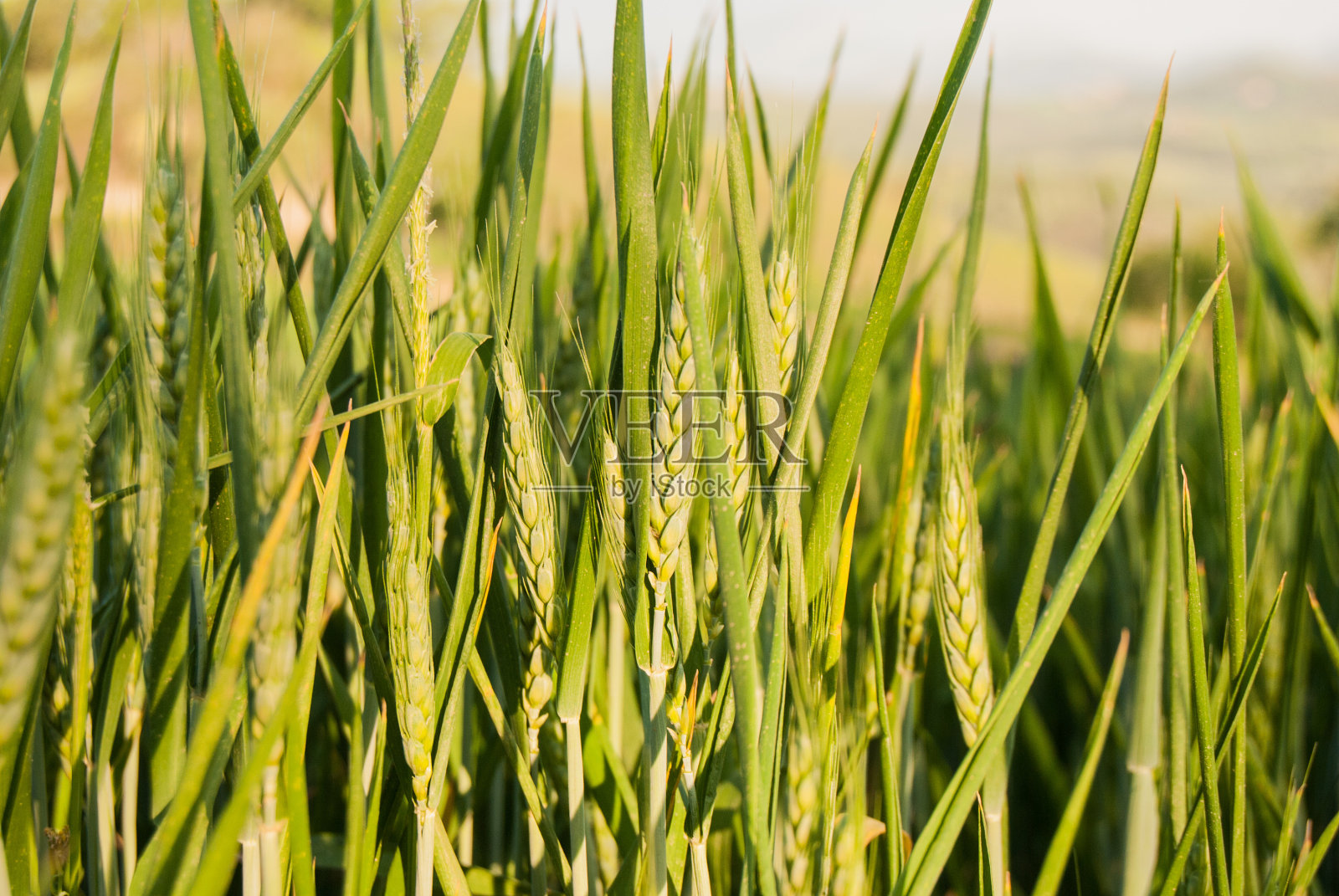 田野里生着绿色的麦穗照片摄影图片