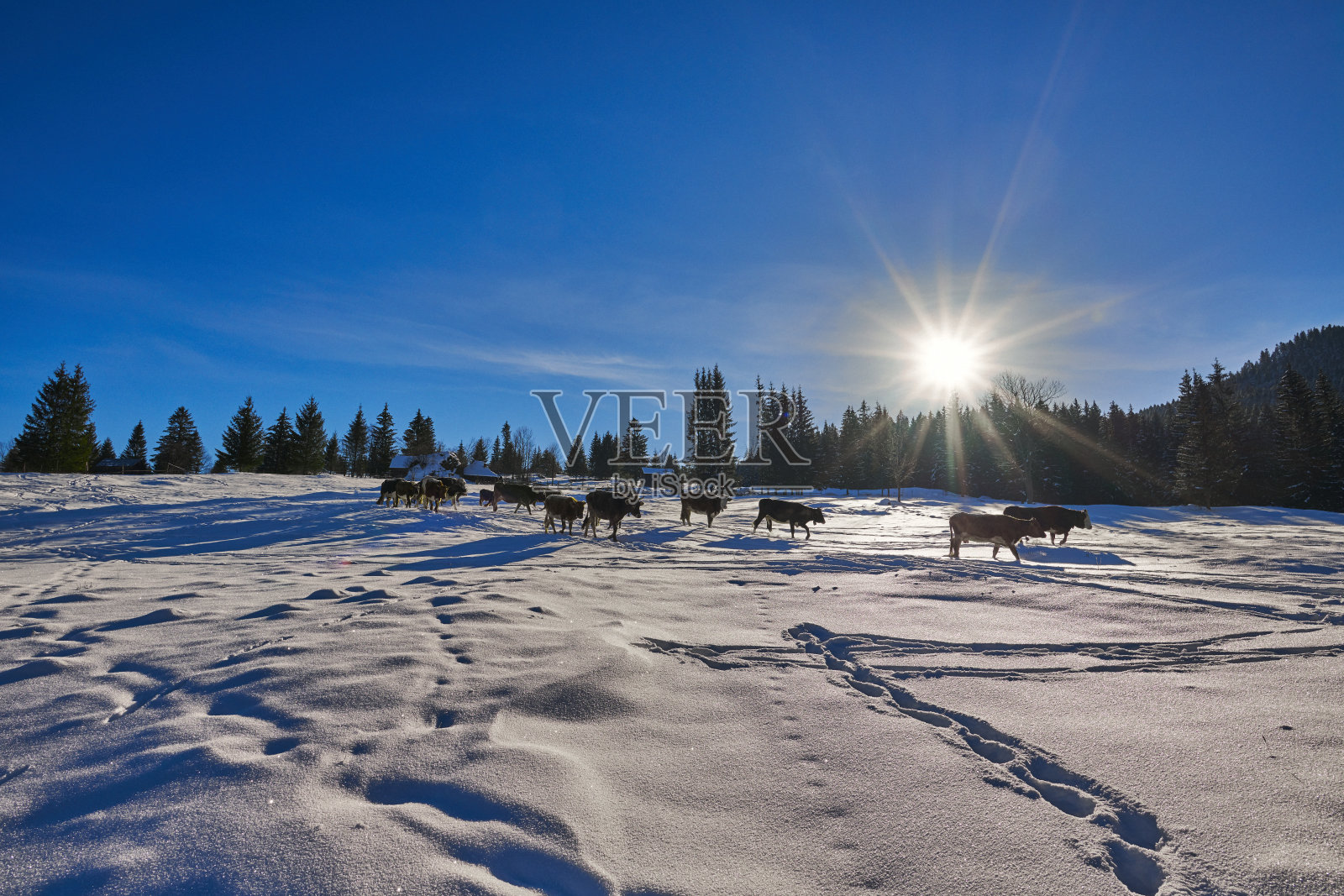 奶牛在冬天爬山照片摄影图片