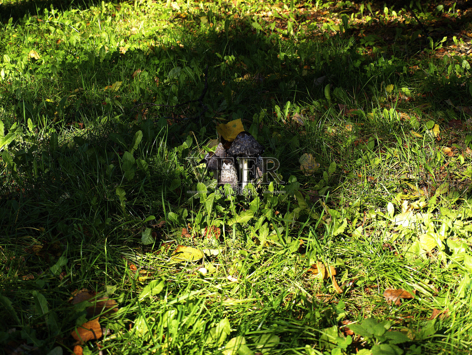 绿草中的蘑菇照片摄影图片