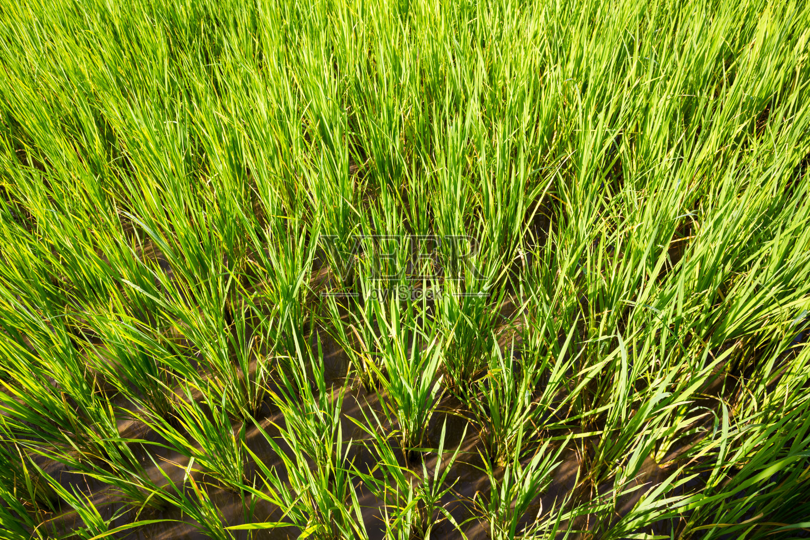 稻田照片摄影图片