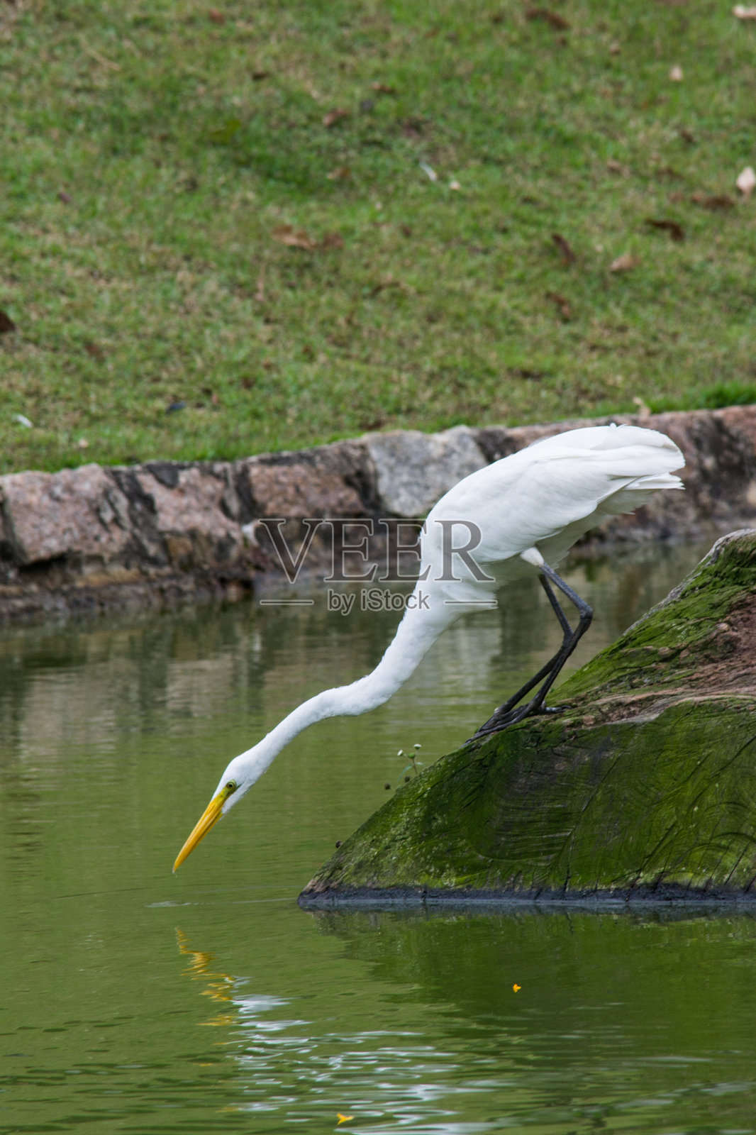 鸟类，大白鹭照片摄影图片