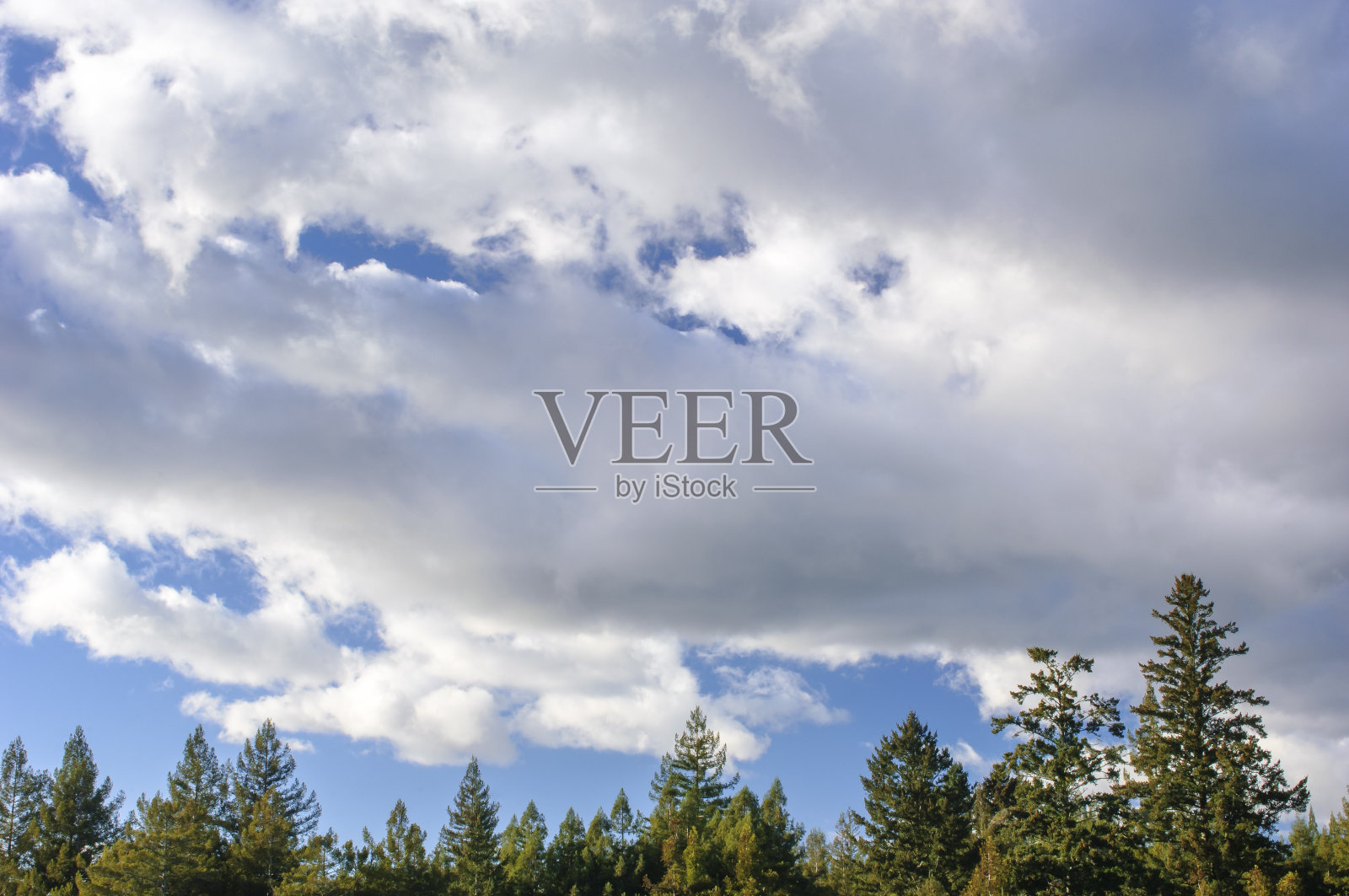 红杉上的云景照片摄影图片