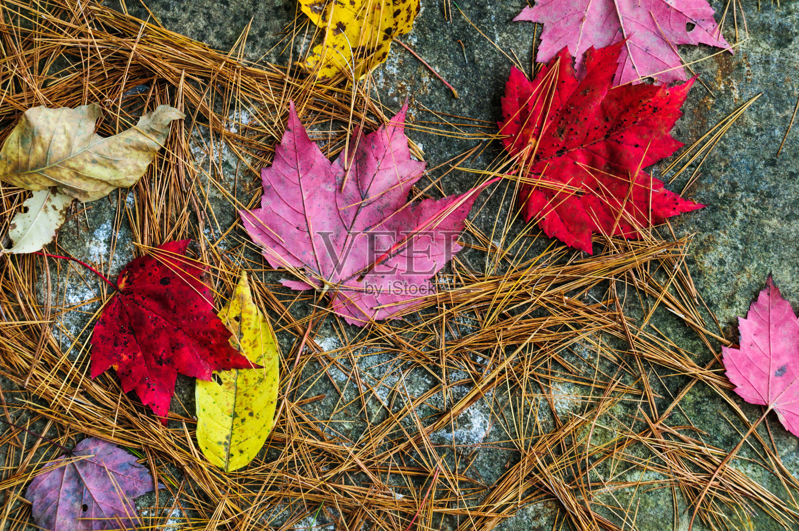 森林地面的碎片照片摄影图片