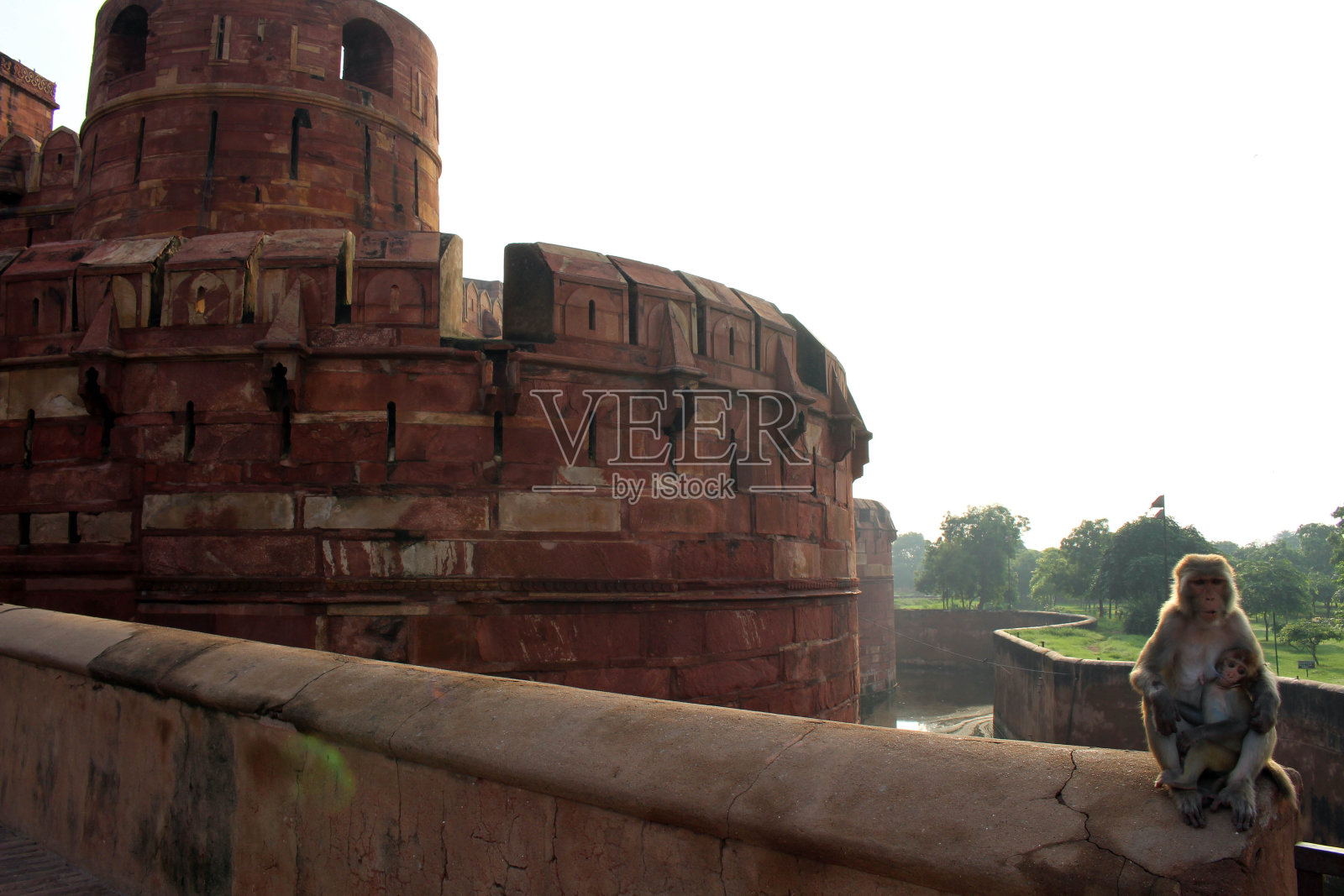 一只猴子绕着巨大的红色阿格拉堡的入口，照片摄影图片