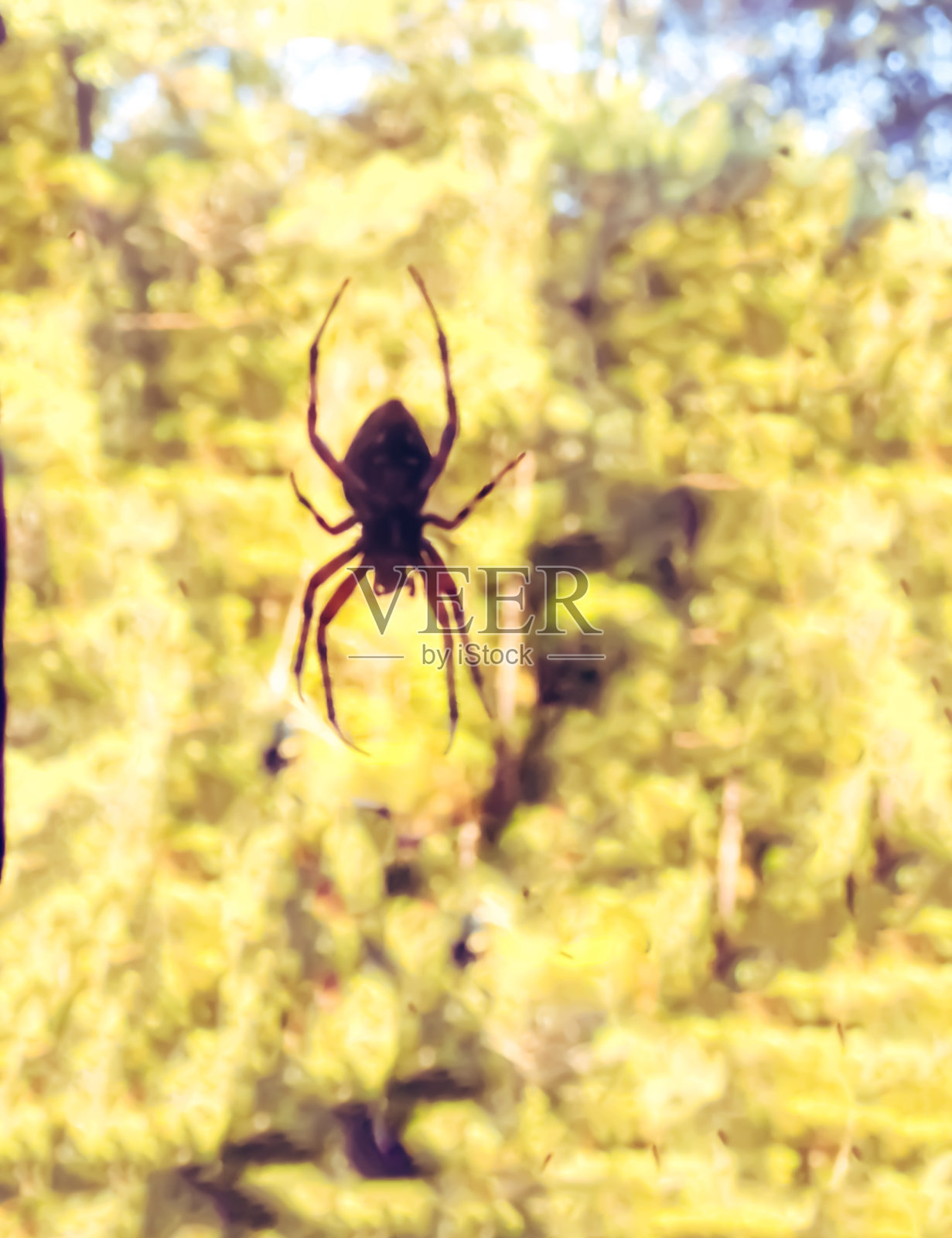 Orb韦弗照片摄影图片