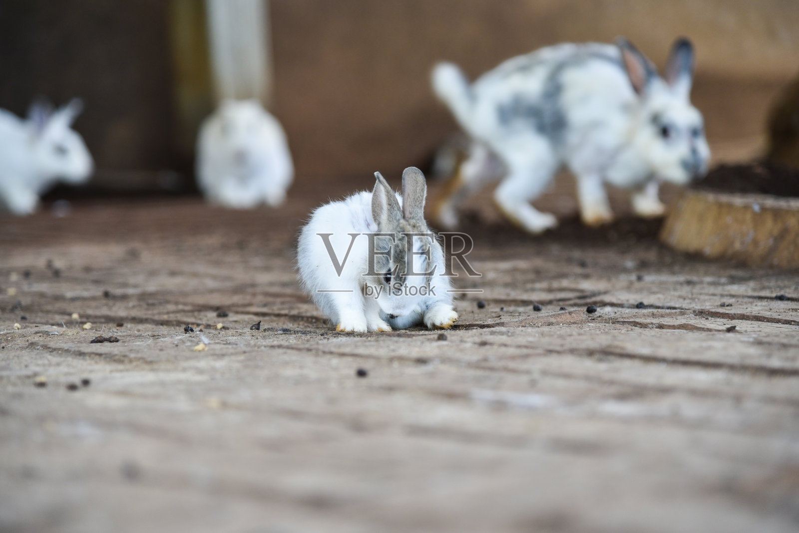 兔子在笼子里可以自由移动照片摄影图片