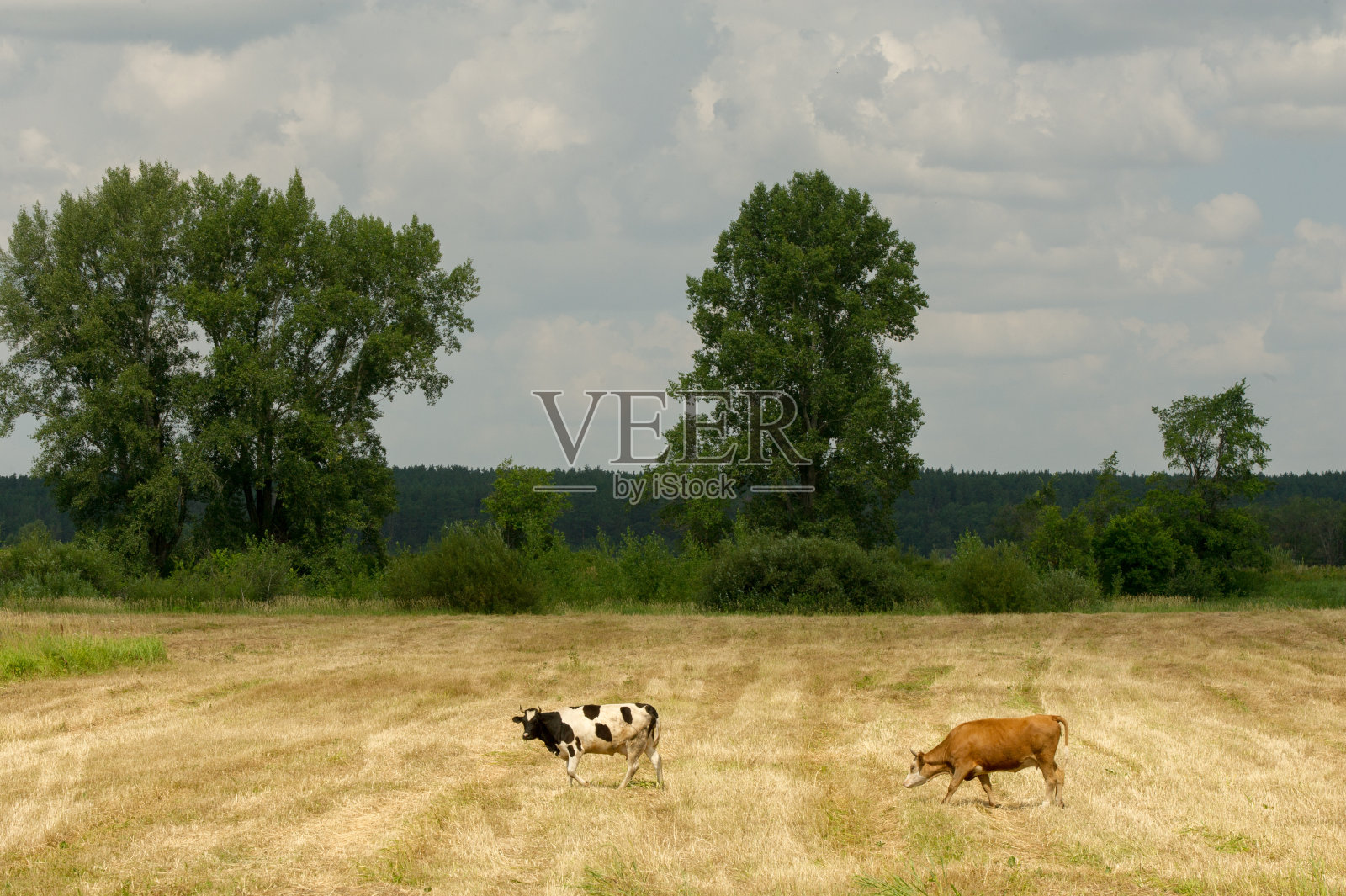 奶牛在地里。家畜，母牛照片摄影图片