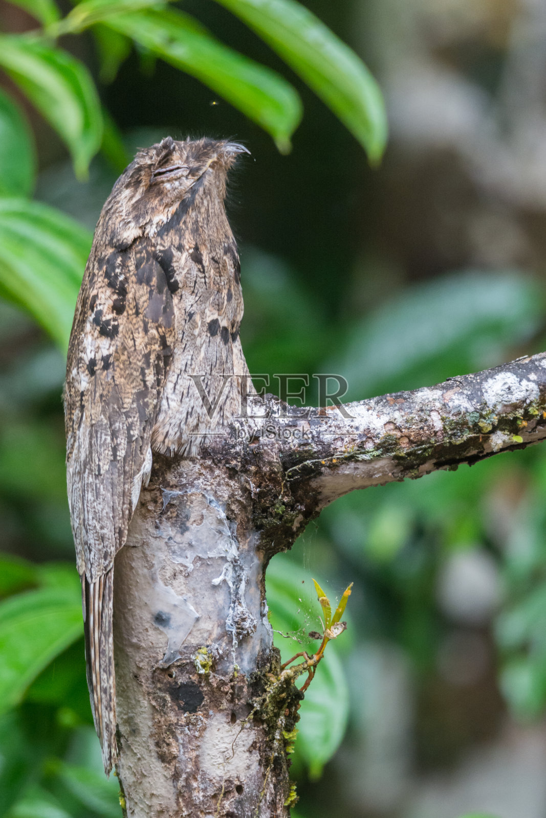 常见Potoo照片摄影图片