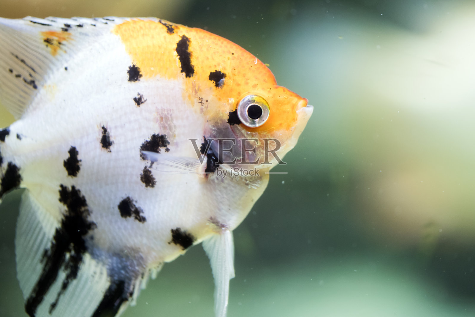 有黑、白、黄相间花纹的淡水神仙鱼或大理石神仙鱼照片摄影图片
