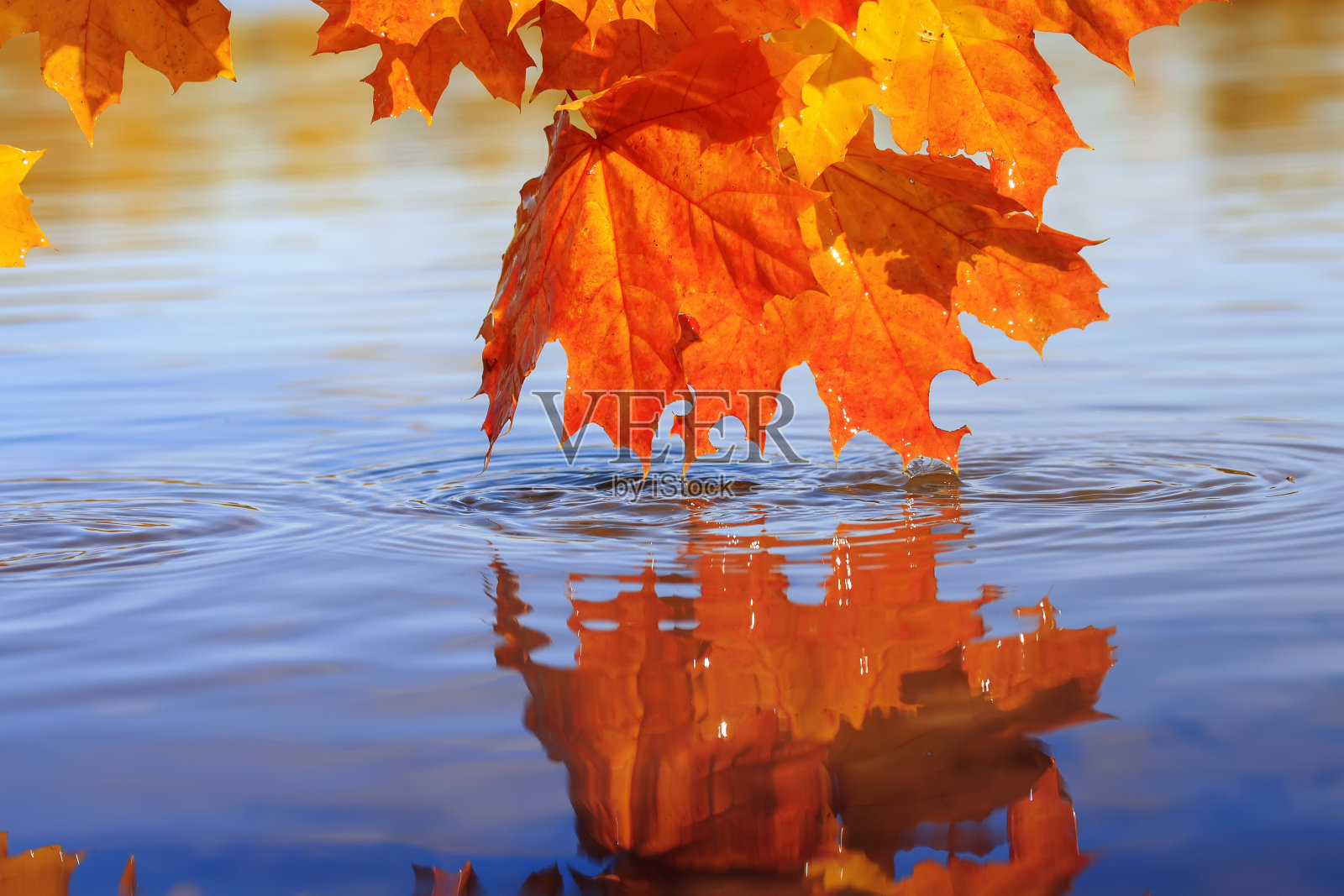 美丽茂盛的枫叶，明亮的金色和橙色的颜色弯在蓝色的水反射它照片摄影图片