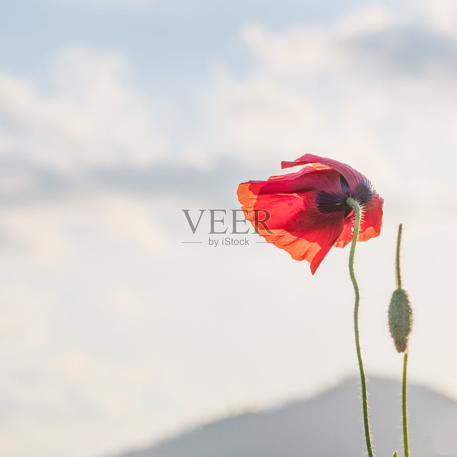 红色的罂粟和它的花蕾照片摄影图片