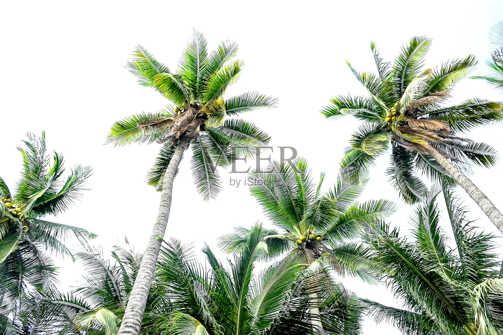 底部视图敏感焦点椰子树与绿色的叶子和果实在白色的背景照片摄影图片