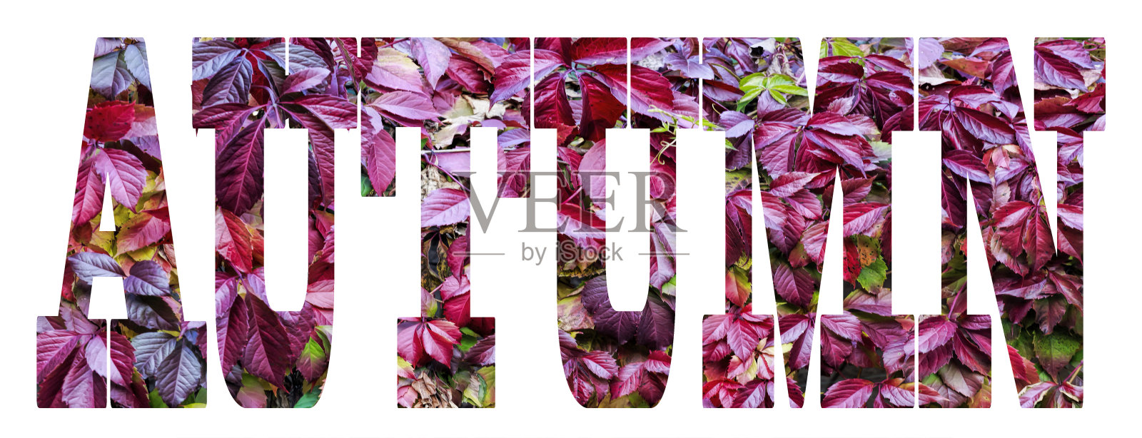 字体秋，字秋，多色秋叶，图案照片摄影图片
