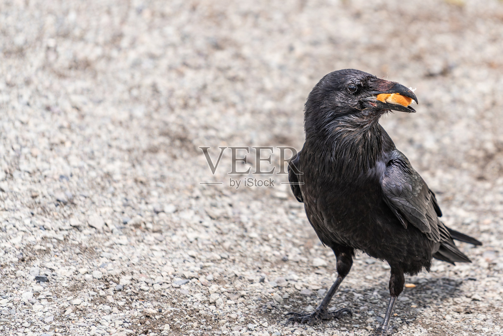 美国乌鸦，普通乌鸦照片摄影图片