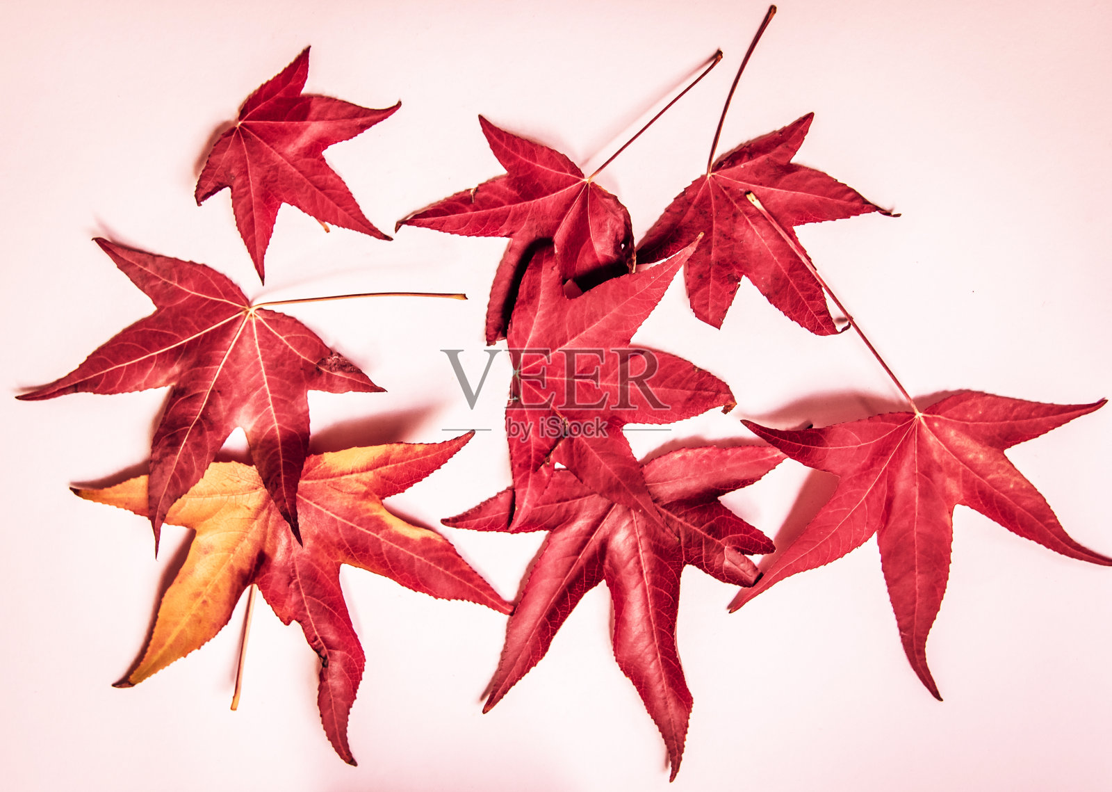 白色背景上的红色枫叶。概念，秋天的到来。照片摄影图片