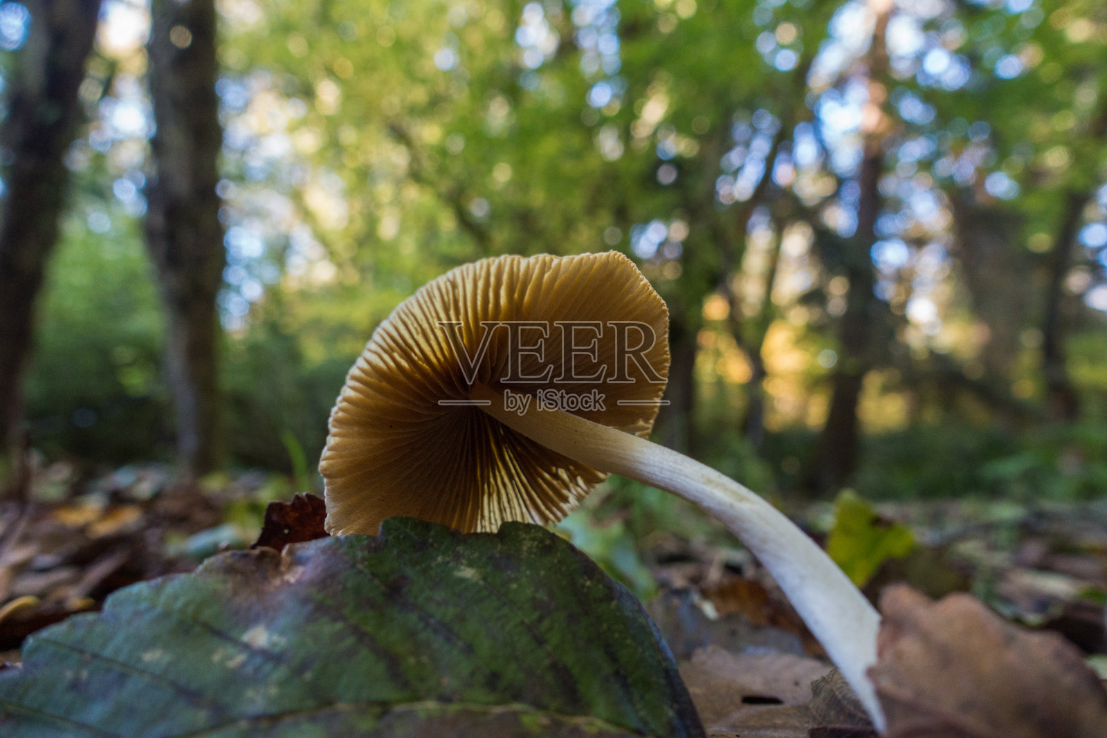 俄勒冈森林中的真菌照片摄影图片