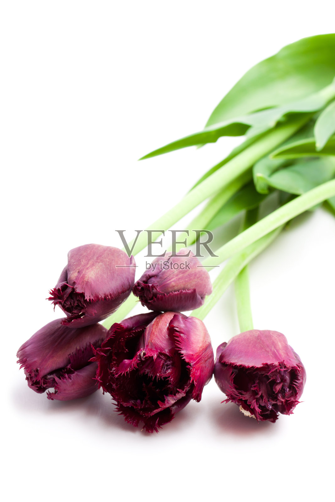 黑色条纹郁金香孤立在白色上的微距图像照片摄影图片