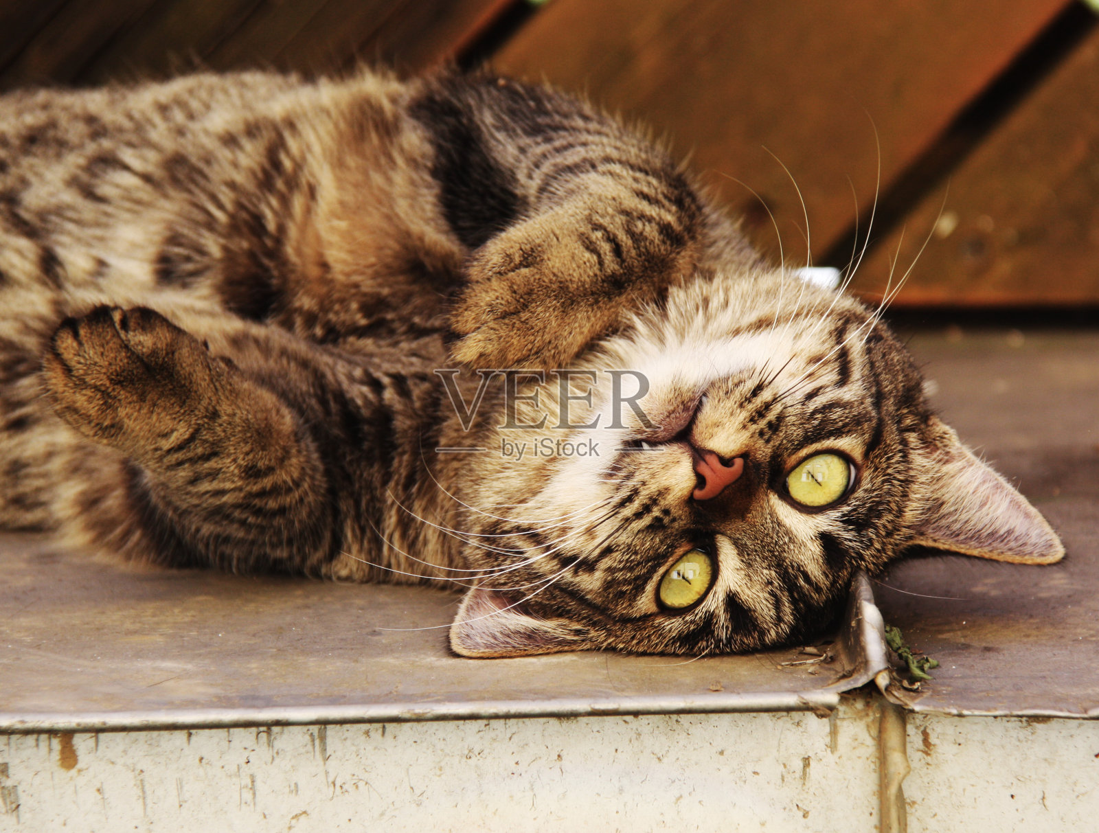 Miš猫照片摄影图片