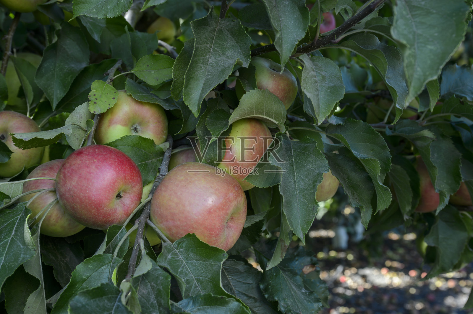 树上成熟的红富士苹果特写照片摄影图片