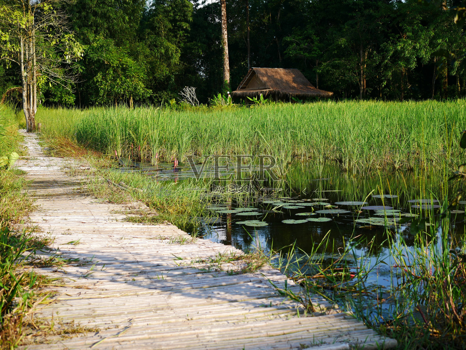 绿油油的稻田里有小屋和树照片摄影图片