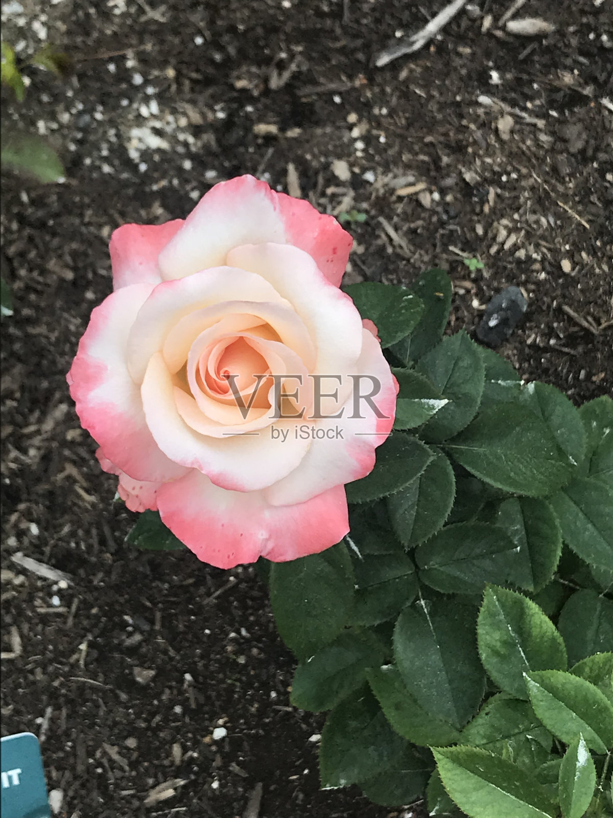 特写镜头的玫瑰照片摄影图片