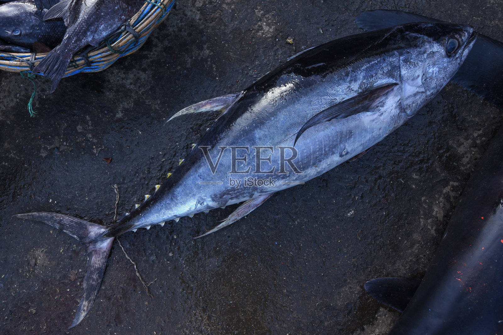 金枪鱼照片摄影图片