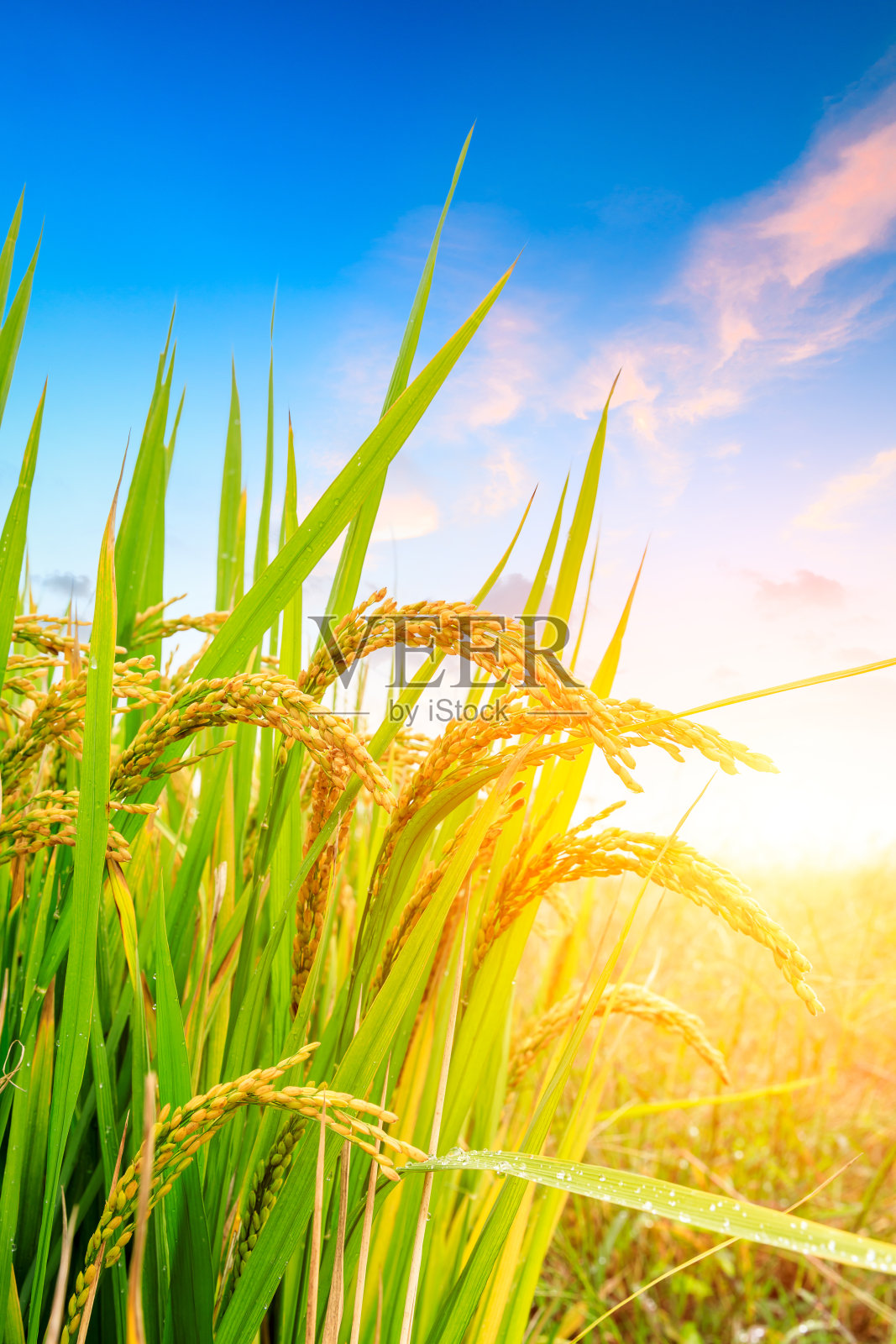 秋天成熟的稻田照片摄影图片