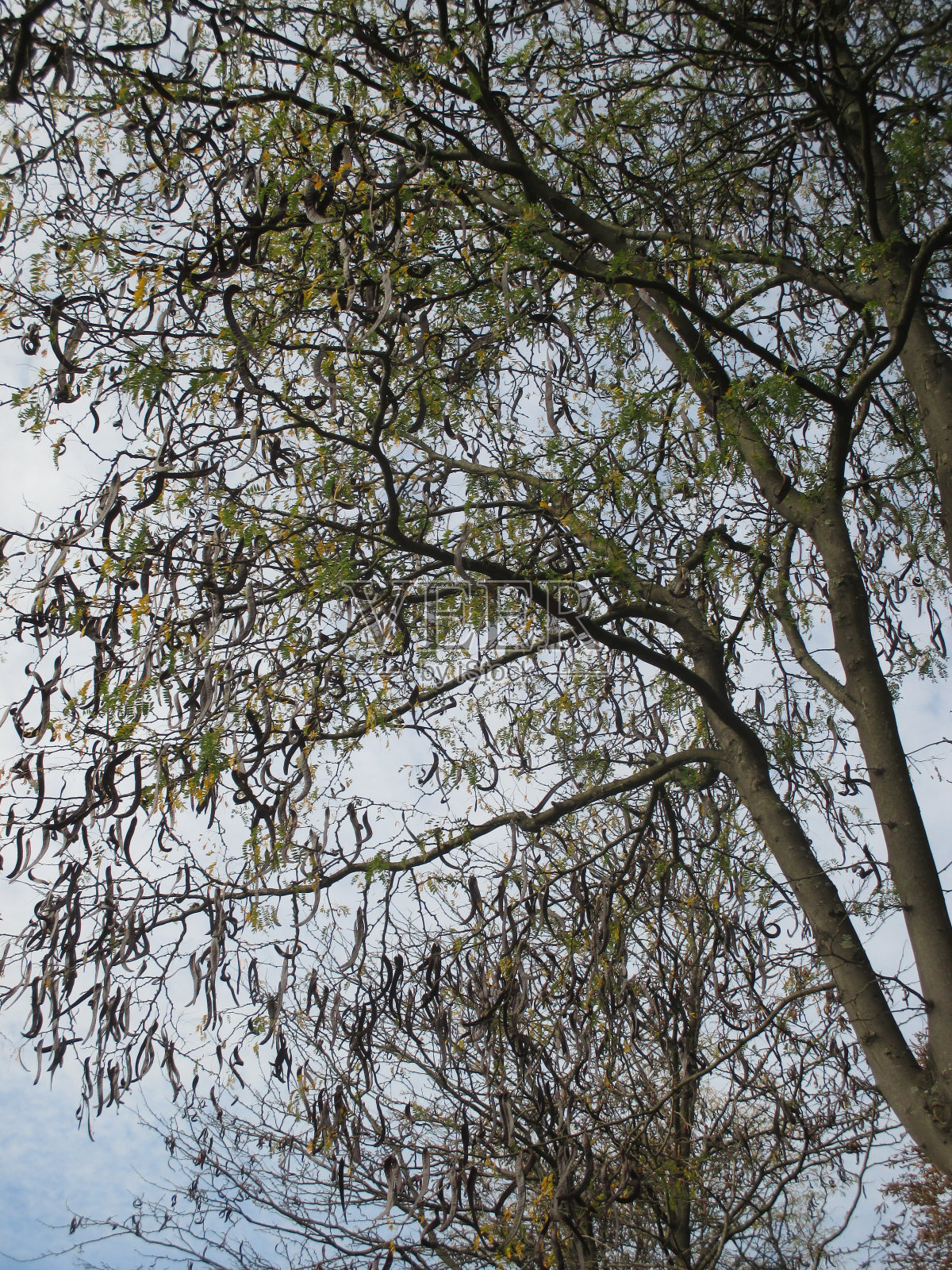 金合欢与干荚秋天的季节照片摄影图片