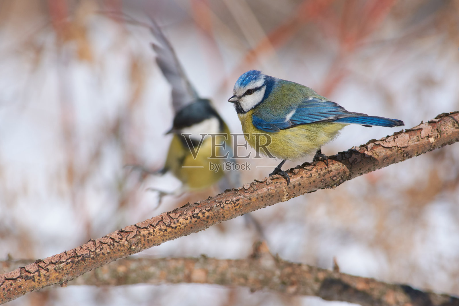 双胞胎照片:蓝色山雀坐在落叶松的树枝上，背景是一只大山雀在飞翔。照片摄影图片