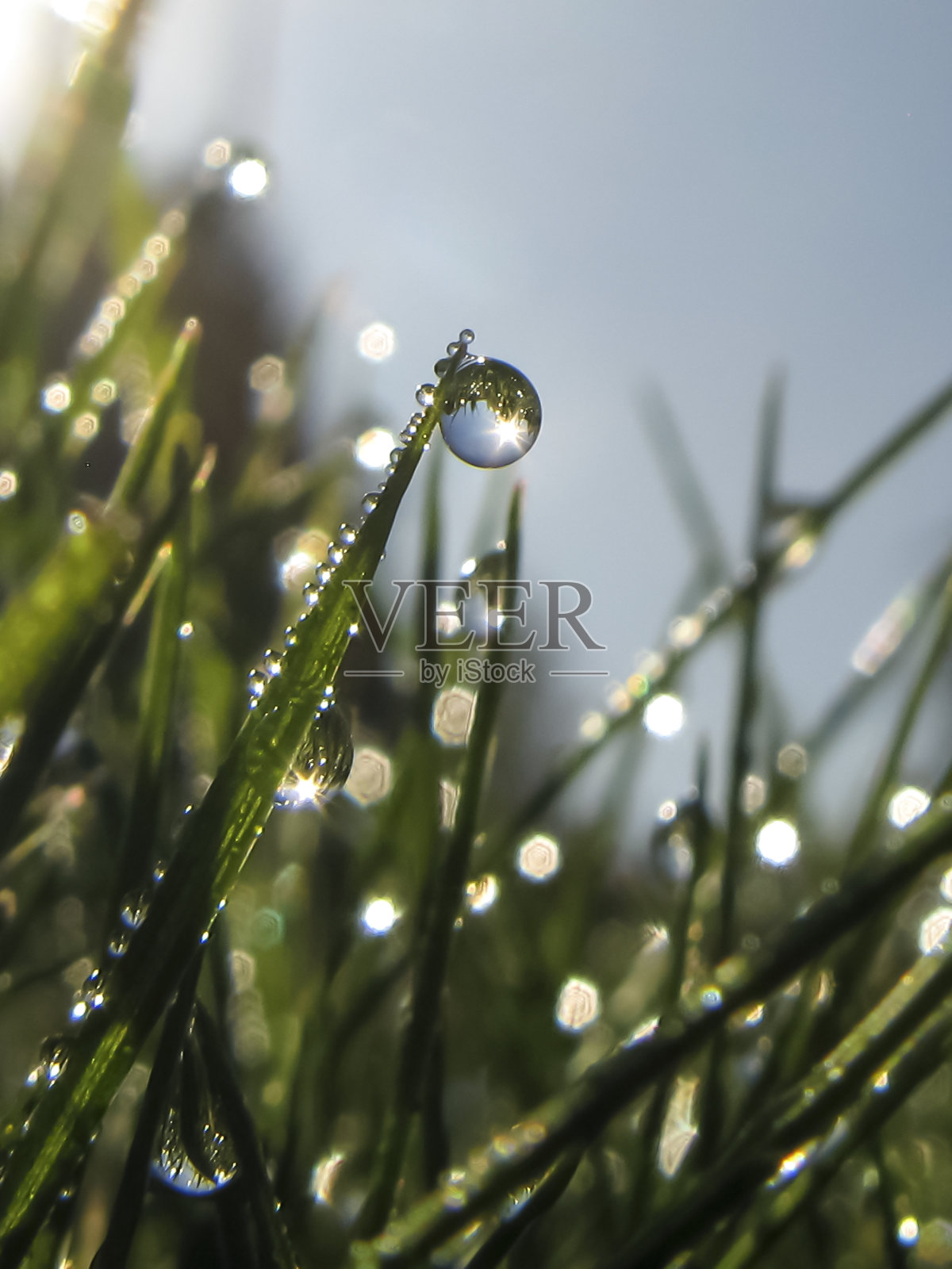 露水没有1照片摄影图片