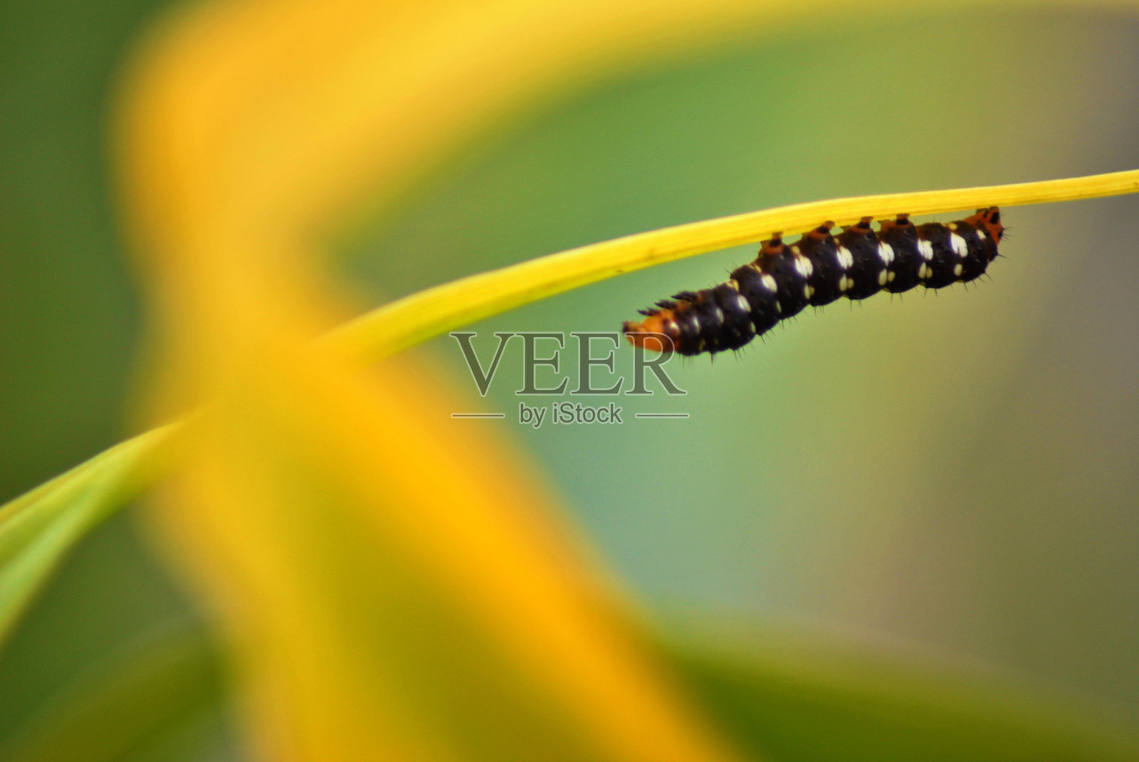 叶子上的蠕虫照片摄影图片