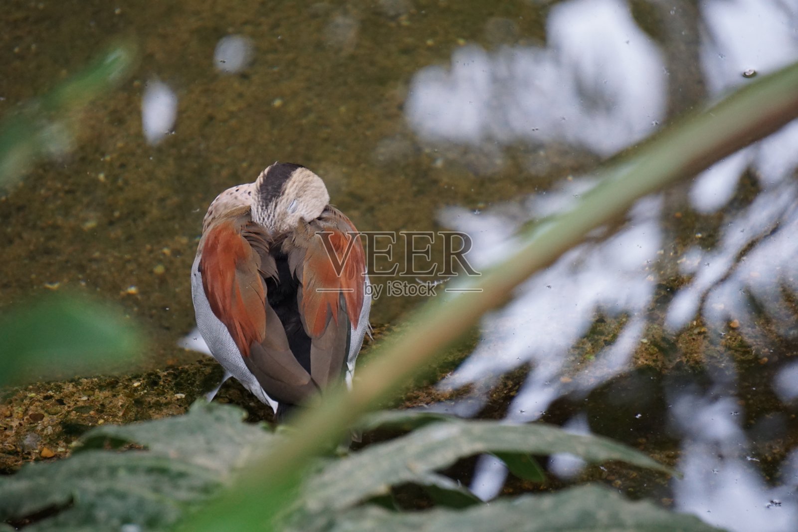 睡觉的鸭子照片摄影图片