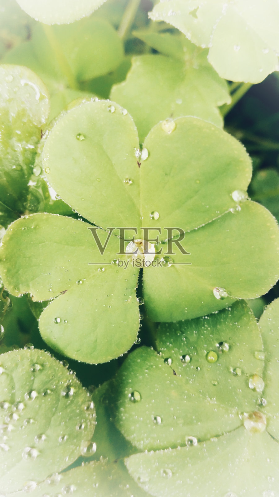 带水滴的叶子照片摄影图片