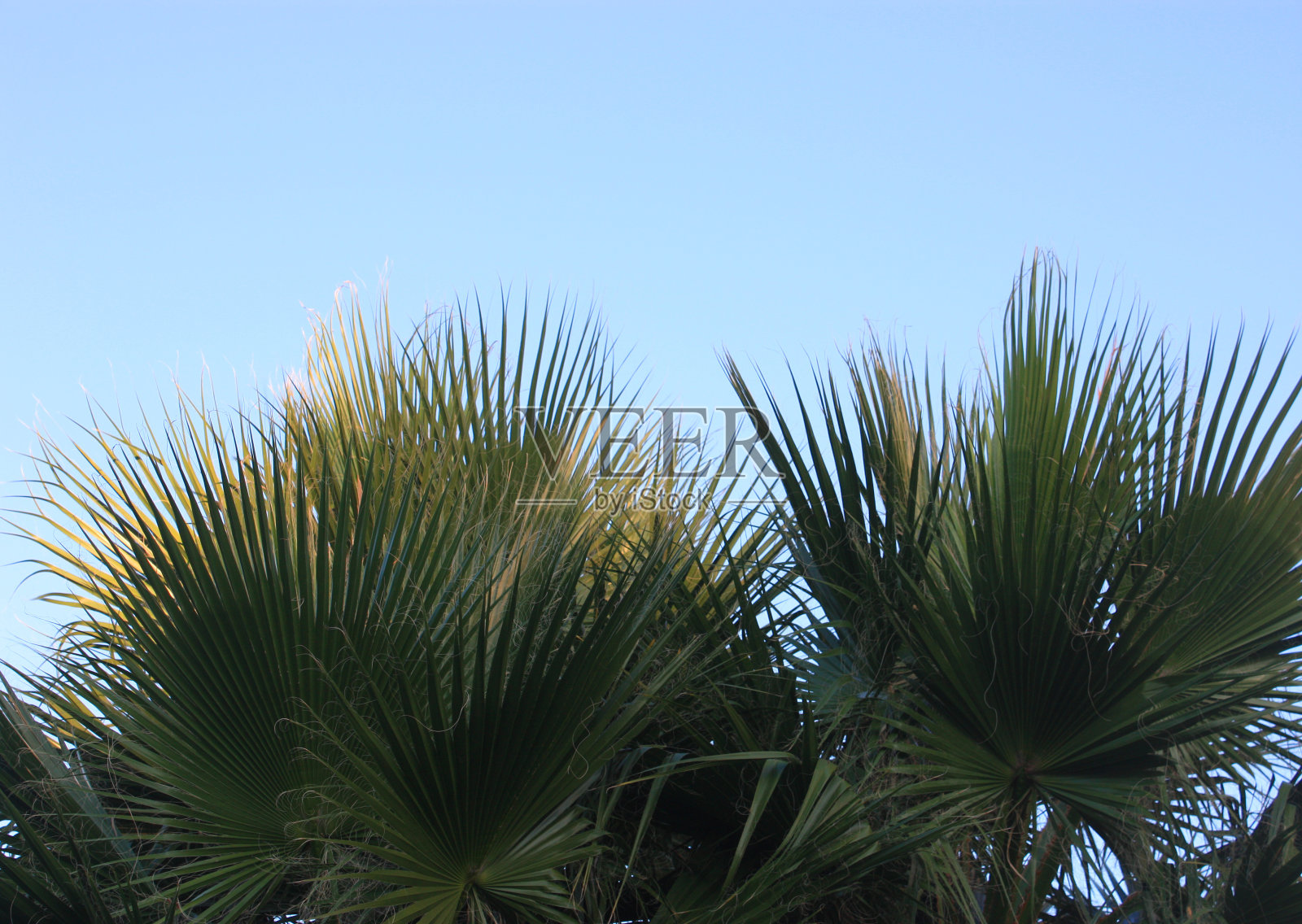 棕榈叶照片摄影图片