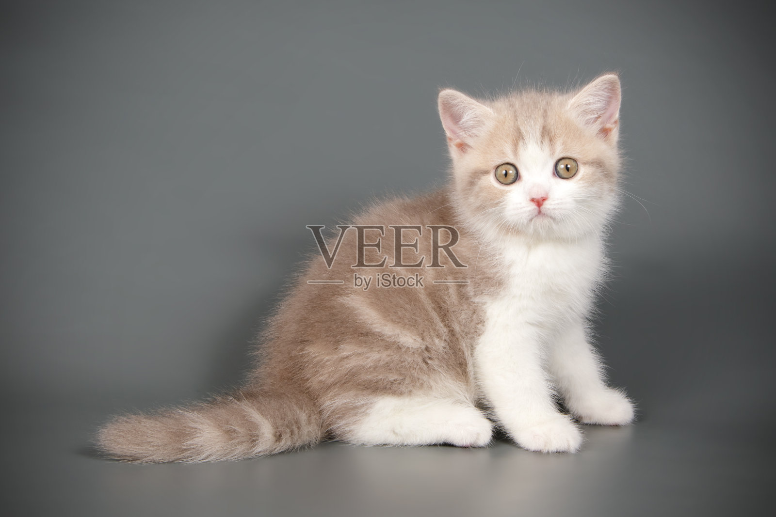 苏格兰短毛直猫照片摄影图片