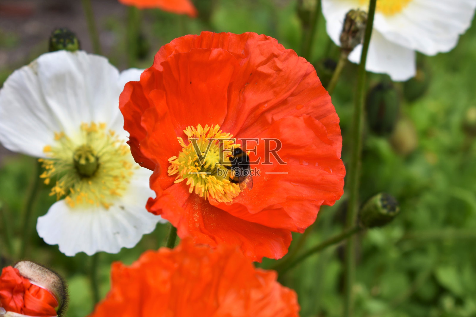 橙花和大黄蜂。照片摄影图片