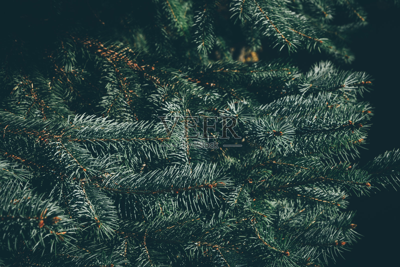 冷杉或松树的绿色树枝。圣诞节的背景。照片摄影图片